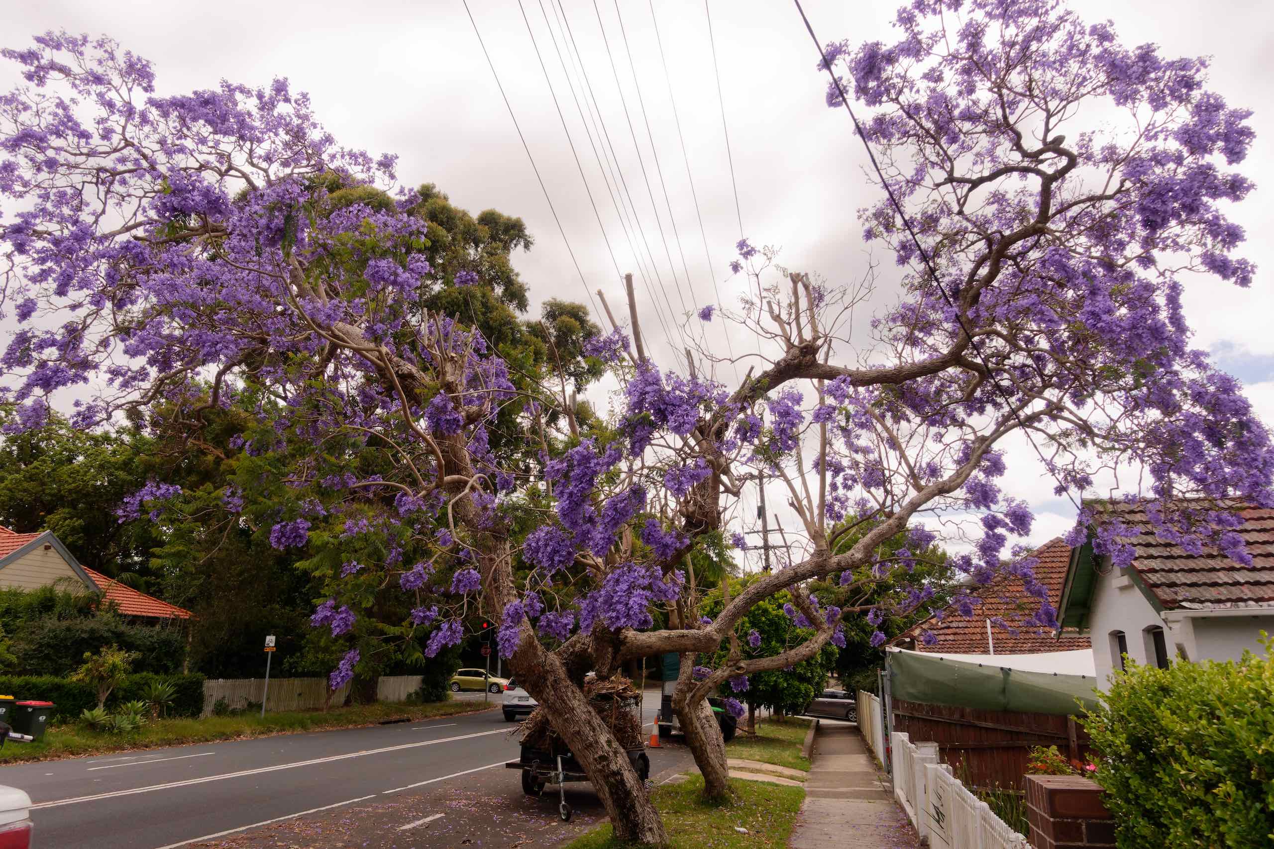 Jacarandas in Chatswood featured image